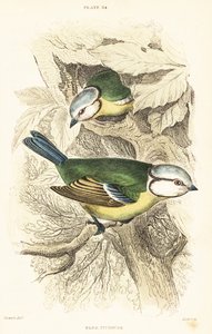 Blåmes, Cyanistes caeruleus.1889 (gravyr) av Unbekannter Künstler