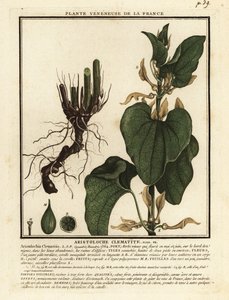 Europeisk födelseört, Aristolochia clematitis. av Unbekannter Künstler