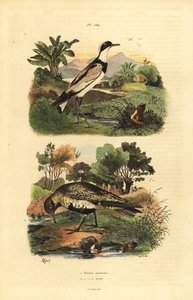 Guldpipare, Pluvialis apricaria och ringpipare, Charadrius hiaticula av Unbekannt
