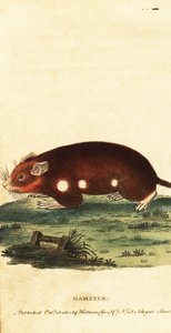 Europeisk hamster, Cricetus cricetus. Akut hotad. ,1800 (gravyr) av Unbekannter Künstler