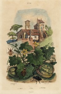 Europeisk oljebagge, Meloe proscarabaeus 1.2, Honfleur melon, Cucumis melon 3 och fårked, Melophagus ovinus av Unbekannt