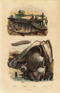 Abborre, Perca fluviatilis 1, sammetsmask, Peripatus iuliformis 2, spetsvinge, Perla marginata 3 och pärlostron, Isognomon isognomum 4. Abborre, Peripate, Perle, Perne av Unbekannt