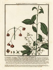 Europeisk spindel, Euonymus europaeus. av Unbekannter Künstler