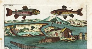 Europeisk öring - Fisketeknik med konstgjorda forsar för att fånga fisk - Havsöring, Salmo trutta trutta 98, röding, Salvelinus alpinus alpinus 99, och fiskemetoder med konstgjorda forsar i en flod för att fånga lax i grillar och nät. Handkolorerad kopparp av Unbekannter Künstler