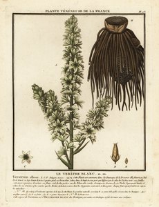 Europeisk vit hellebora, Veratrum album. av Unbekannter Künstler