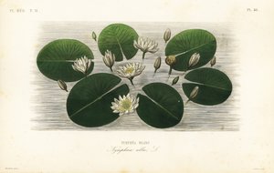 Europeisk vit näckros, Nymphaea alba, Nymphea blanc av Unbekannt
