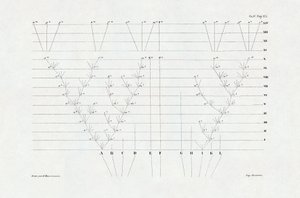 Evolutionism: schema för evolution härlett från "Arternas ursprung genom naturligt urval eller kampen för existens i naturen" av Charles Darwin (1809-1882) av Unbekannter Künstler