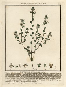 Ögontröst, Euphrasia rostkoviana. av Unbekannter Künstler