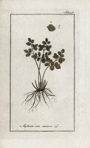 Murarnas ormbunke eller murarnas asplenia (Asplenium ruta muraria). Litografi från "Afbeelding der Artseny-Gewassen" av Johannes Zorn (1739-1799), Nederländerna av Unbekannter Künstler
