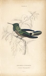 Festlig kokett, Lophornis chalybeus (Audenets kolibri, Trochilus audenetii). Handkolorerad stålgravyr av William Lizars från Sir William Jardine