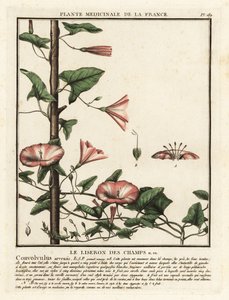 Åkerbinda, Convolvulus arvensis. av Unbekannter Künstler