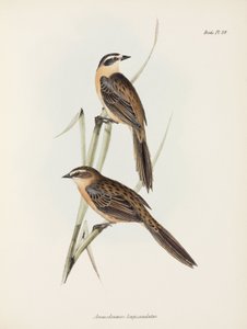 Finkar, c 1832-1836 av Unbekannter Künstler