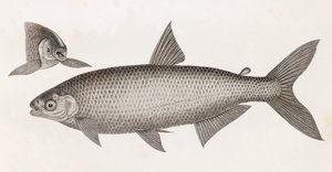 Fisk: Le Characin av Unbekannt