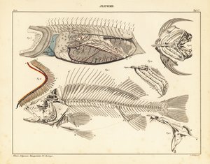 Fiskens anatomi som visar skelett, gälar, etc., 1841 (litografi) av Unbekannter Künstler