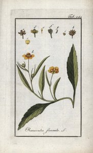 Flammig smörblomma eller liten vallgrav eller liten flamma (Ranunculus flammula). Litografi från "Afbeelding der Artseny-Gewassen" av Johannes Zorn (1739-1799), Nederländerna av Unbekannter Künstler