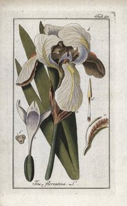Florentinsk iris eller Florens iris (Iris florentina). Litografi från "Afbeelding der Artseny-Gewassen" av Johannes Zorn (1739-1799), Nederländerna av Unbekannter Künstler