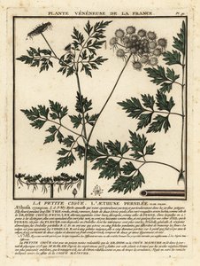 Dårpersilja, Aethusa cynapium. av Unbekannter Künstler