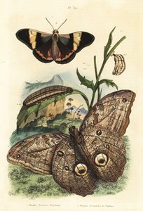 Skogsjätteugglefjäril, Caligo eurilochus 1 och Brassolis sophorae fjäril, puppa och larv 2 av Unbekannt
