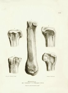 Fossila ben (metatarse och metacarp) från det försvunna förhistoriska djuret Macrauchenia som beskrevs av Charles Darwin under hans expedition ombord på Beagle. Plansch från "The Zoology of the voyage of H.M.S. Beagle under befäl av kapten Fitzroy under av Unbekannter Künstler
