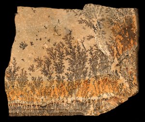 Fossiltryck, recto (tryck) av William M. Timlin