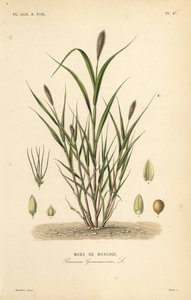 Foxtail hirs eller italiensk hirs, Setaria italica, Panicum germanicum, Moha de Hongrie av Unbekannt