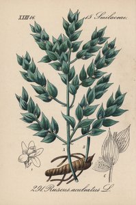 Fragon Falsk järnek eller Liten järnek - Slaktginst, Ruscus aculeatus. Handkolorerad litografi från Diederich von Schlechtendals tyska flora (Flora von Deutschland), Jena av Unbekannter Künstler