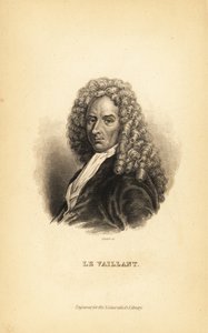 Francois le Vaillant eller Levaillant, fransk författare, upptäcktsresande, naturforskare och ornitolog av Unbekannt