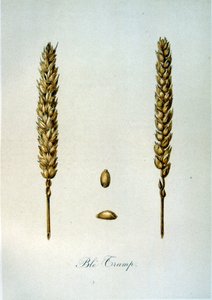 Fransk 1800-talsillustration av majskolvar av Unbekannter Künstler