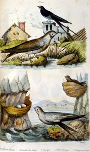 Fransk. Illustration i färg. daterad ca 1884. föreställande flod- och kustfåglar av Unbekannter Künstler