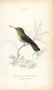 Frillad kokett, Lophornis magnificus, hona (Magnifik kolibri, Trochilus magnificus). Handkolorerad stålgravyr av William Lizars från Sir William Jardine