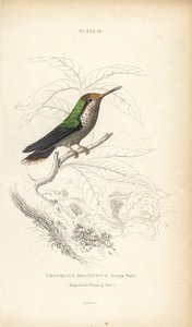 Frillad kokett, Lophornis magnificus, ung hane (Magnifik kolibri, Trochilus magnificus). Handkolorerad stålgravyr av William Lizars från Sir William Jardine