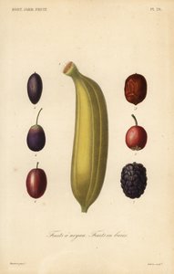 Frukter, stenfrukter av Unbekannt
