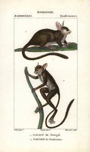 Galago du Senegal och tarsier de Daubenton - Eau forte av Jean Gabriel Pretre (1780-1845), graverad av Carnonkel, för Dictionary of Natural Sciences: Mammals av Frederic Cuvier, redigerad av Pierre Jean Francois Turpin (1775-1840), utgiven av F.G.Levrau av Unbekannter Künstler