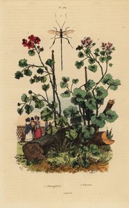 Pelargonarter, Pelargonium daveyanum 1 och Pelargonium macranthon 2 av Unbekannt