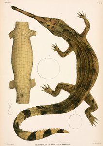 Gharial, Indonesien av Unbekannter Künstler