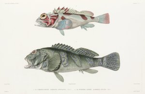 Jätte hökfisk och skorpionfisk av Unbekannter Künstler
