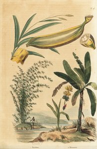 Jätte taggig bambuväxt, Bambusa bambos (Bambos arundinacea) och bananträd med frukt och tvärsnitt, Musa paradisiaca av Unbekannt