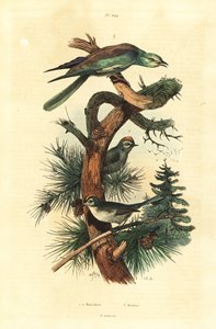 Goldcrests, Regulus regulus och European roller, Coracias garrulus av Unbekannt