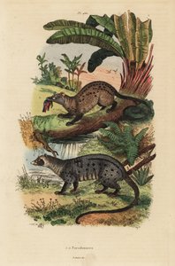 Gyllene palmcivet, Paradoxurus zeylonensis 1 och asiatisk palmcivet, Paradoxurus hermaphroditus 2 av Unbekannt