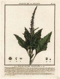 God-kung-Henry, Chenopodium bonus-henricus. av Unbekannter Künstler