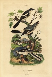 Stor gråskaka, Lanius excubitor, gråbackad fiskal, Lanius excubitoroides och fiskal tover, Lanius collaris Pie Grieche kommun, norra fiskal av Unbekannt