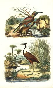 Stor jacamar, Jacamerops aureus och nordlig jacana, Jacana spinosa av Unbekannt