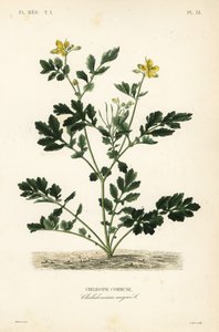 Svalört, Chelidonium majus, Chelidoine av Unbekannt