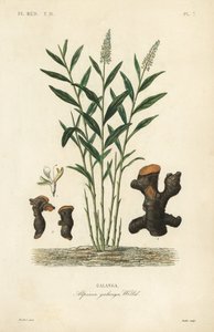 Större galangal eller thailändsk galangal, Alpinia galanga, Galanga av Unbekannt