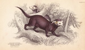 Större grison, Gallictis vittata. Handkolorerat stålgravyr av Lizars efter en illustration av Charles Hamilton Smith från William Jardine