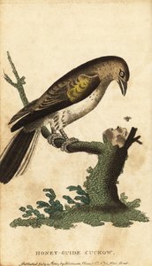 Större honungsguide, indikatorindikator. ,1800 (gravyr) av Unbekannter Künstler
