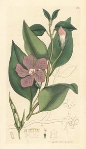 Stor periwinkle, Vinca major (stor periwinkle) Handkolorerat kopparstick efter en teckning av James Sowerby för James Smith