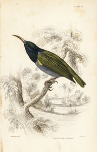 Grönhuvad solfågel (Nedre Guinea), Cyanomitra verticalis cyanocephala (Olivryggad solfågel, Cinnyris chloronotus). Handkolorerat stålstick av William Lizars efter William Swainson från Sir William Jardine