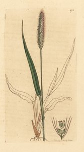Grönt rävgräs, Setaria viridis (Grönt panikgräs, Panicum viride) Handkolorerat kopparstick efter en teckning av James Sowerby för James Smith