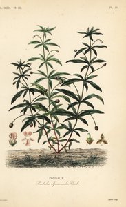 Grönviolett eller puckelryggblomma, Hybanthus calceolaria, Pombalia ipecacuanha, Pombali av Unbekannt